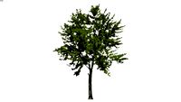 2D Tree Deciduous 2