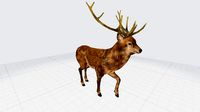 Deer 3D Animation