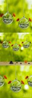 Hanging glass bowl with gerbera flower