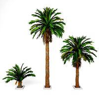 Date palm No1