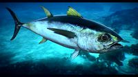 Tuna Fish