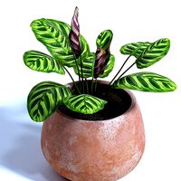Calathea makoyana