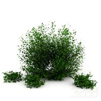 Кустарник большой