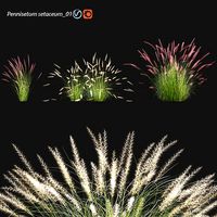Pennisetum setaceum 01
