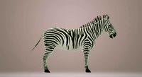 Zebra 3D Animation