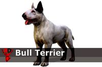 Dog - Bull Terrier