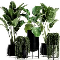 Houseplants in a black pot for the interior 700