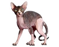 Sphynx Cat Bicolor Standing Pose