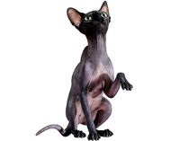 Sphynx Cat Black Sitting Pose