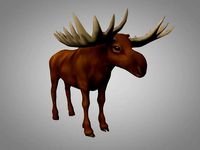 Moose