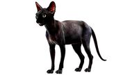 Sphynx Cat Black