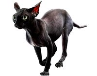 Sphynx Cat Black Animated