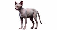 Sphynx Cat White
