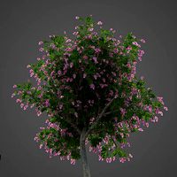 2021 PBR Giant Crape Myrtle Collection