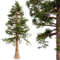 Western Red Cedar Tree