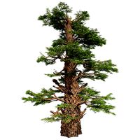 Western Juniper Tree