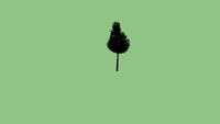 araucaria araucana
