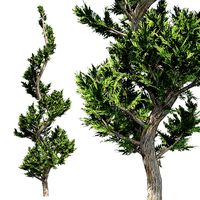 Hollywood Juniper Tree Spiral