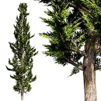 Hollywood Juniper Tree