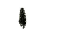 tree12
