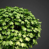 2021 PBR Norway Maple Collection- Acer Platanoides