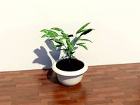 flower pot
