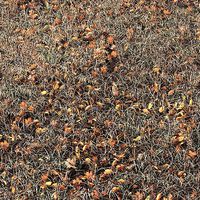 Autumn grass with leaves