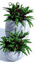 Calathea lancifolia