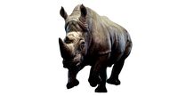 Rhino Animated