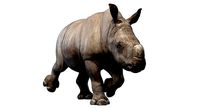 Rhino Baby Animated