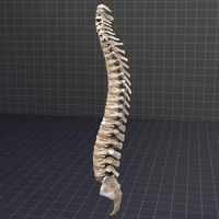 Human Spinal Cord Anatomy3d model