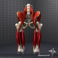 Pelvis Muscular Group3d model