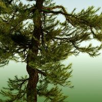 Japanese Red Pine Tree 023d model