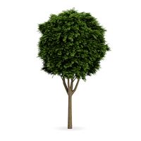 Common Ash (Fraxinus excelsior)