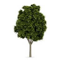Common Ash (Fraxinus excelsior)