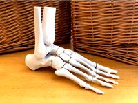 Full Size Anatomically Correct Human Foot Model by DaveMakesStuff
