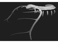 Hadranax augustus by Prehistorica