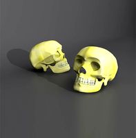 Human Skull Model