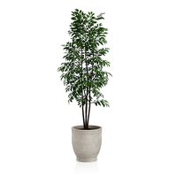 Small Tree in Stone Pot