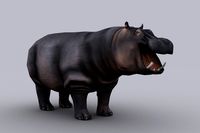 HIPPOPOTAMUS with Native File
