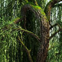 WEEPING WILLOW TREE 013d model
