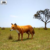 European Red Fox3d model