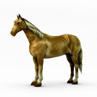 Palomino horse3d model