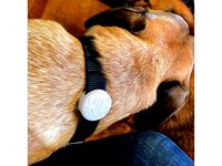 Low Profile Airtag Dog Collar by future_luddite