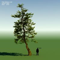 Japanese Red Pine Tree 013d model