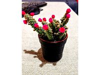Cactus vase by seekingfor81