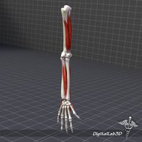 Human Arm Bone and Muscle Structure3d model