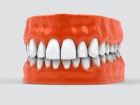 Human Teeth3d model