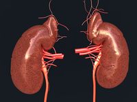 Human kidney3d model