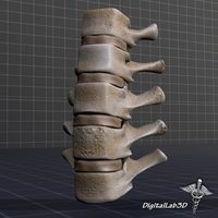 Human Lumbar Vertebrae3d model